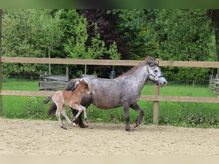 Appaloosa Mare 25 years 9,2 hh Leopard-Piebald in Vremde