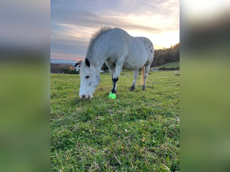 Appaloosa Mare 27 years 14 hh  in Zell im Wiesental