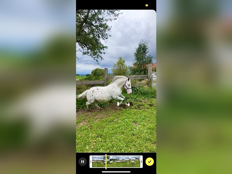Appaloosa Mare 27 years 14 hh  in Zell im Wiesental