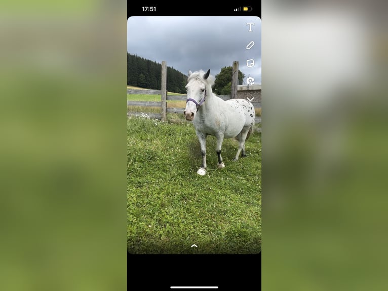 Appaloosa Mare 27 years 14 hh  in Zell im Wiesental
