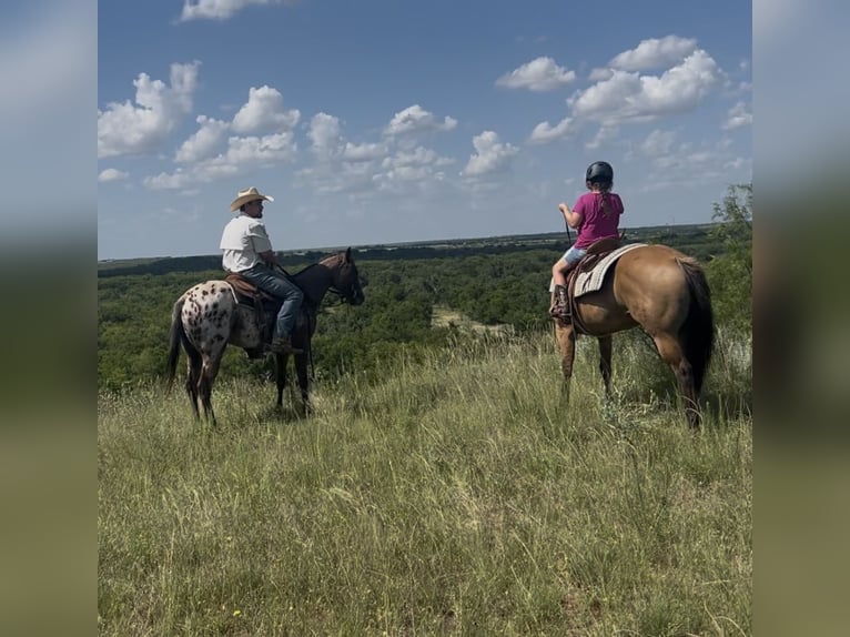 Appaloosa Mare 2 years 14,1 hh Bay in Loving