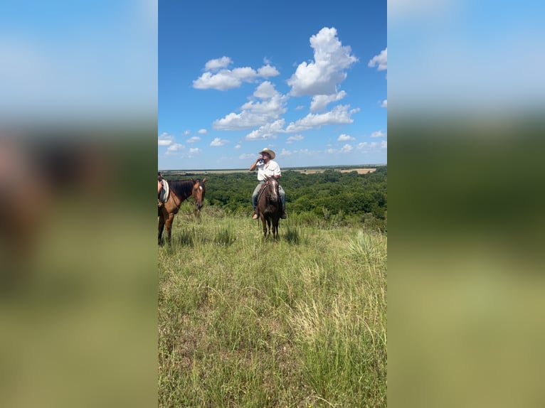 Appaloosa Mare 2 years 14,1 hh Bay in Loving