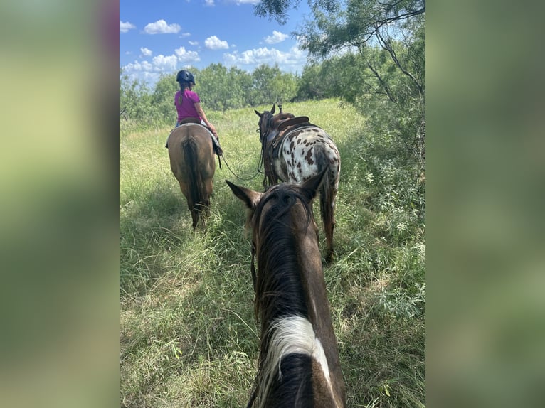 Appaloosa Mare 2 years 14,1 hh Bay in Loving