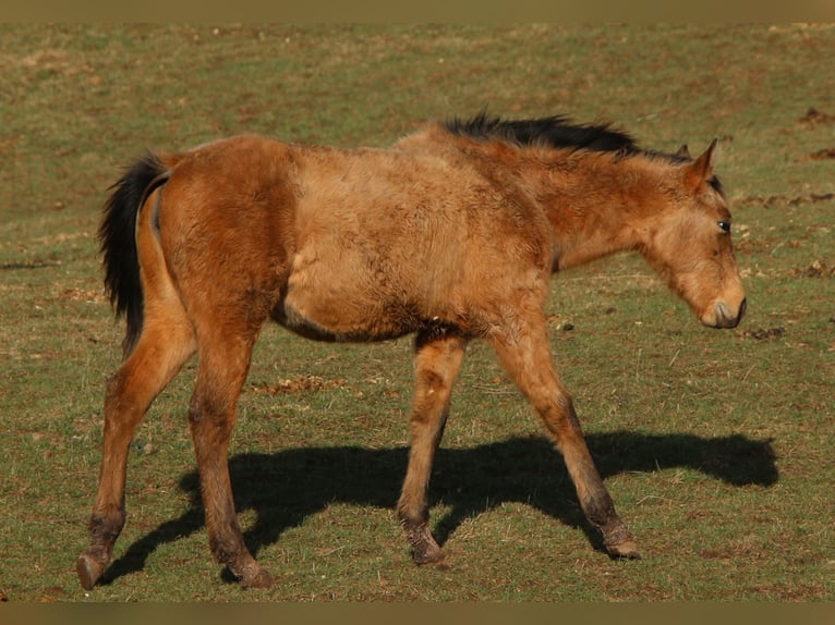 Appaloosa Mix Mare 2 years 14,2 hh Dun in Morschen