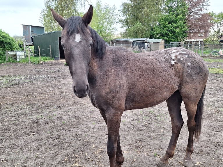Appaloosa Mare 2 years 14,2 hh Brown in 's-Hertogenbosch