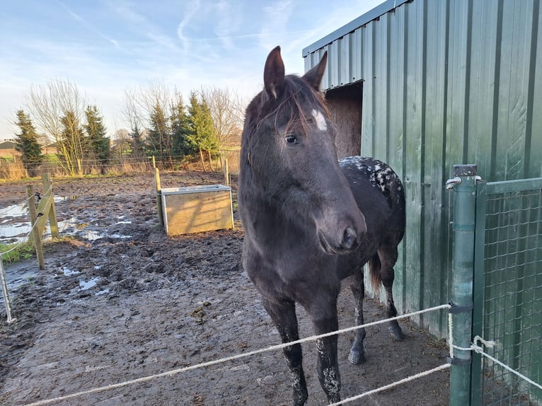 Appaloosa Mare 2 years 14,2 hh Leopard-Piebald in Berlicum