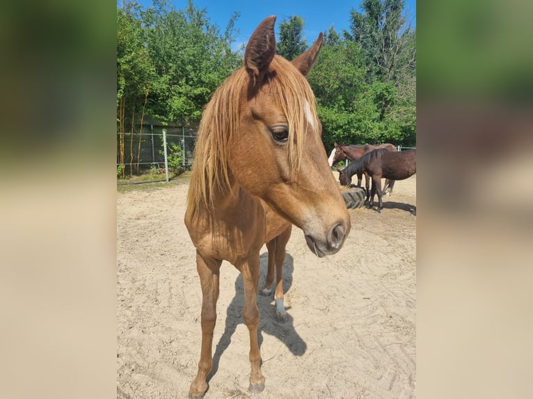 Appaloosa Mare 2 years 14,3 hh Chestnut-Red in Rehden Appaloosa Mare 2 years 14,3 hh Chestnut-Red in Rehden