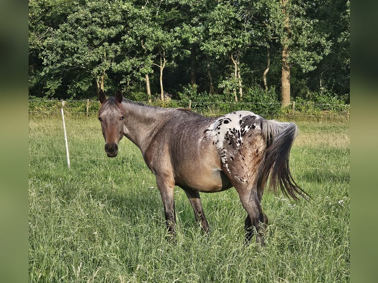 Appaloosa Mare 2 years 15.1 hh Bay-Dark in Nordhorn