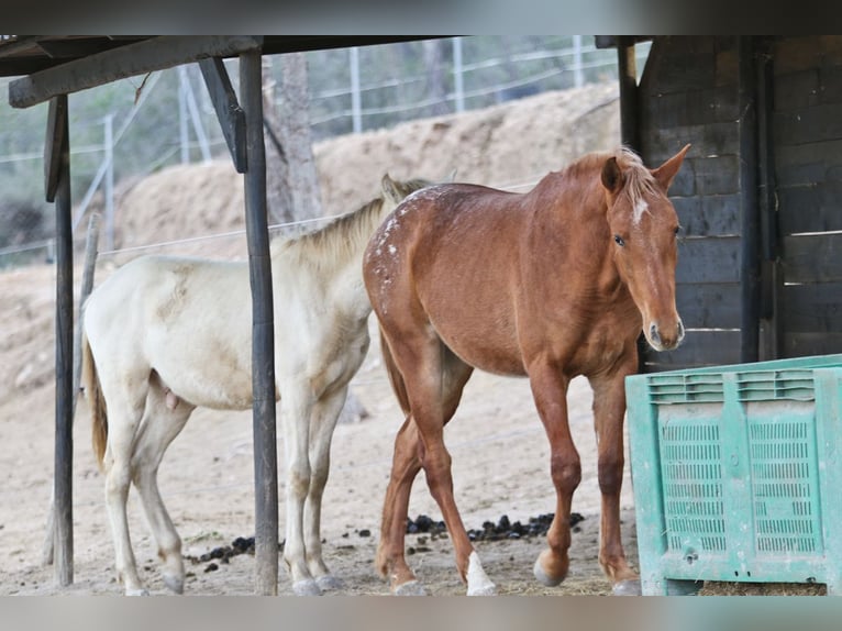 Appaloosa Mix Mare 2 years 15,1 hh Leopard-Piebald in Alcoi/Alcoy