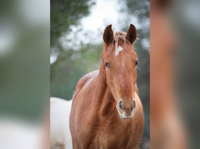 Appaloosa Mix Mare 2 years 15,1 hh Leopard-Piebald in Alcoi/Alcoy