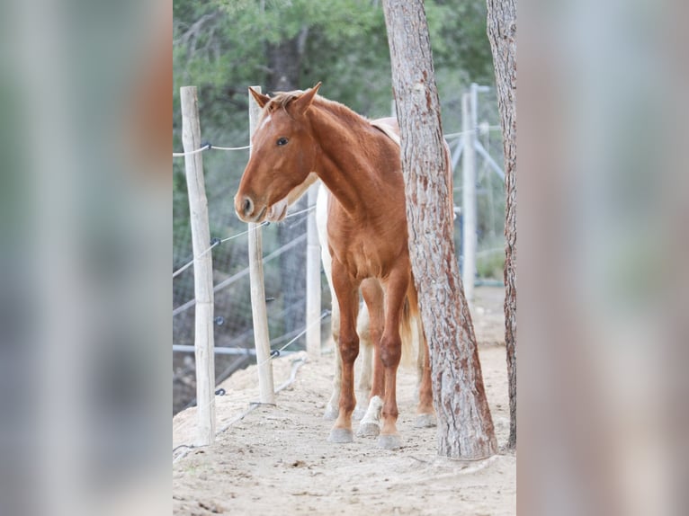 Appaloosa Mix Mare 2 years 15,1 hh Leopard-Piebald in Alcoi/Alcoy