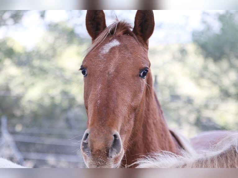 Appaloosa Mix Mare 2 years 15,1 hh Leopard-Piebald in Alcoi/Alcoy