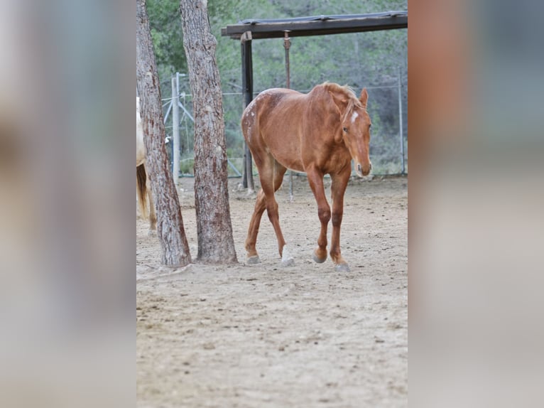 Appaloosa Mix Mare 2 years 15,1 hh Leopard-Piebald in Alcoi/Alcoy