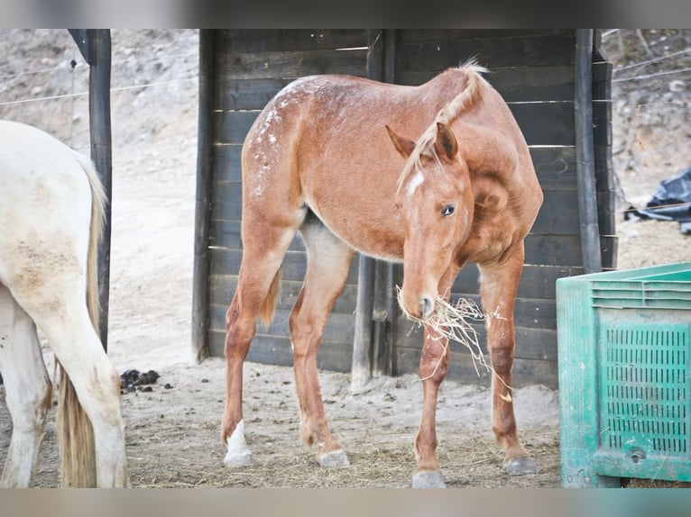 Appaloosa Mix Mare 2 years 15,1 hh Leopard-Piebald in Alcoi/Alcoy