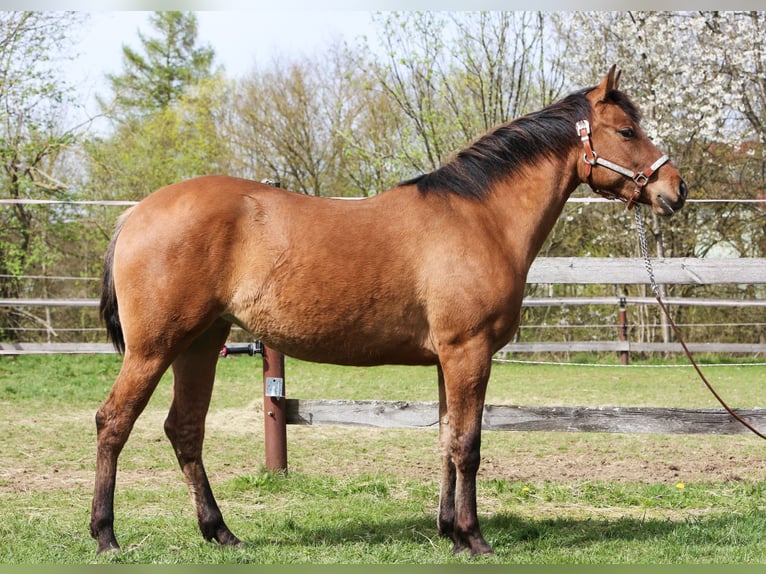 Appaloosa Mare 2 years 15,1 hh in Vohenstrauß