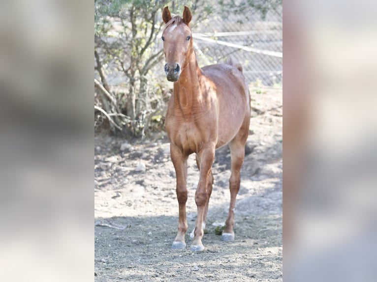 Appaloosa Mix Mare 2 years 15,2 hh Leopard-Piebald in Alcoi/Alcoy