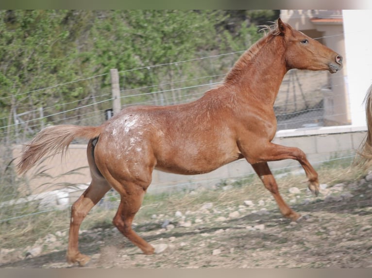 Appaloosa Mix Mare 2 years 15,2 hh Leopard-Piebald in Alcoi/Alcoy