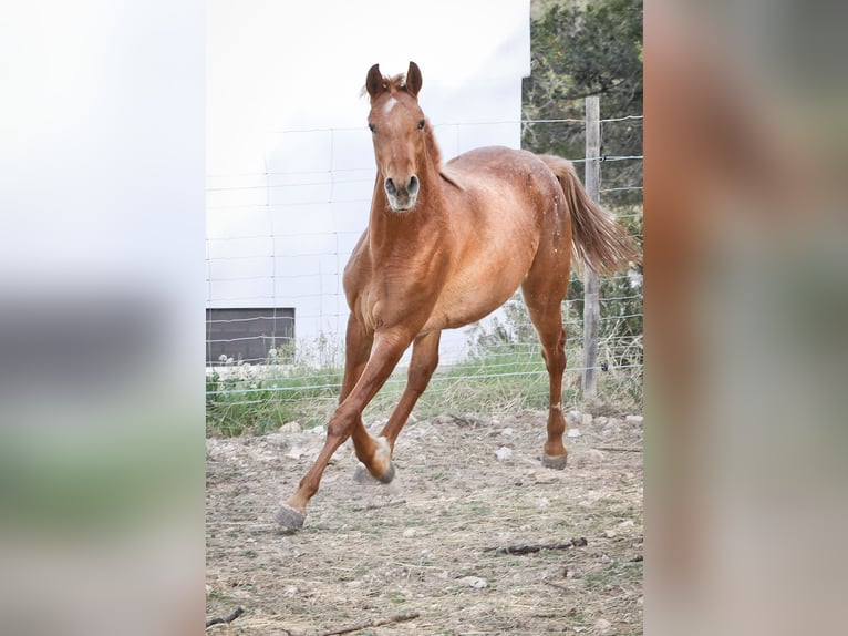 Appaloosa Mix Mare 2 years 15,2 hh Leopard-Piebald in Alcoi/Alcoy