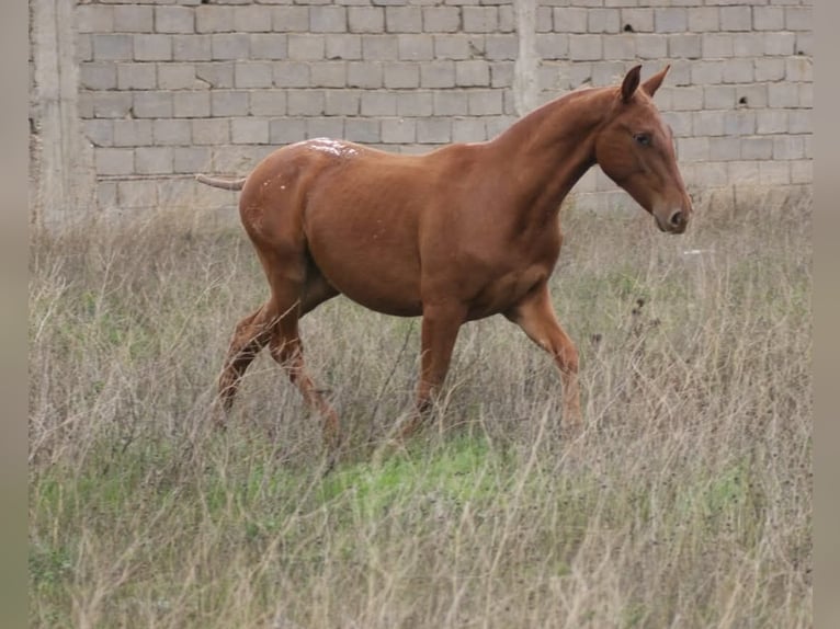 Appaloosa Mare 2 years 15 hh Chestnut-Red in Molina De Segura