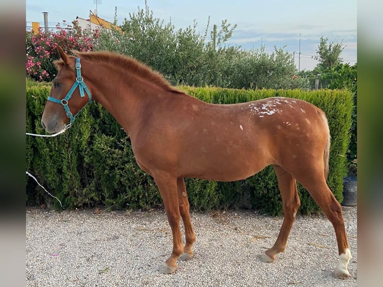 Appaloosa Mare 2 years 15 hh Chestnut-Red in Molina De Segura