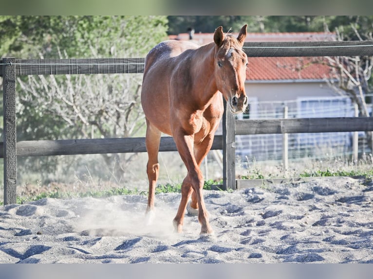 Appaloosa Mix Mare 2 years 15,2 hh in Alcoi/Alcoy