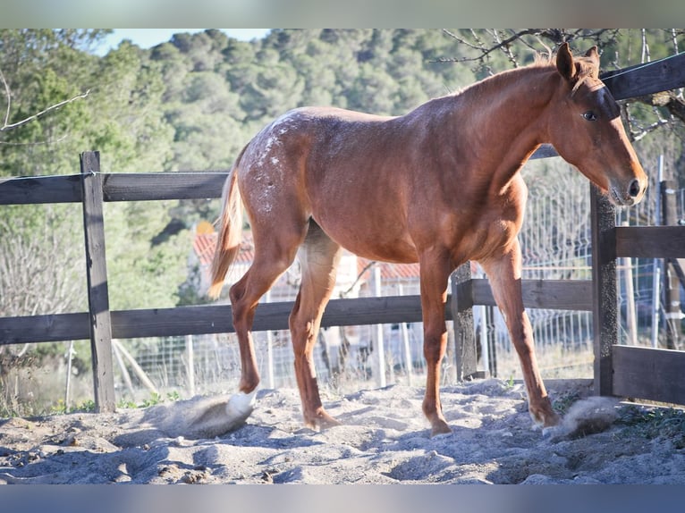 Appaloosa Mix Mare 2 years 15,2 hh in Alcoi/Alcoy