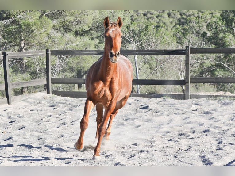 Appaloosa Mix Mare 2 years 15,2 hh in Alcoi/Alcoy
