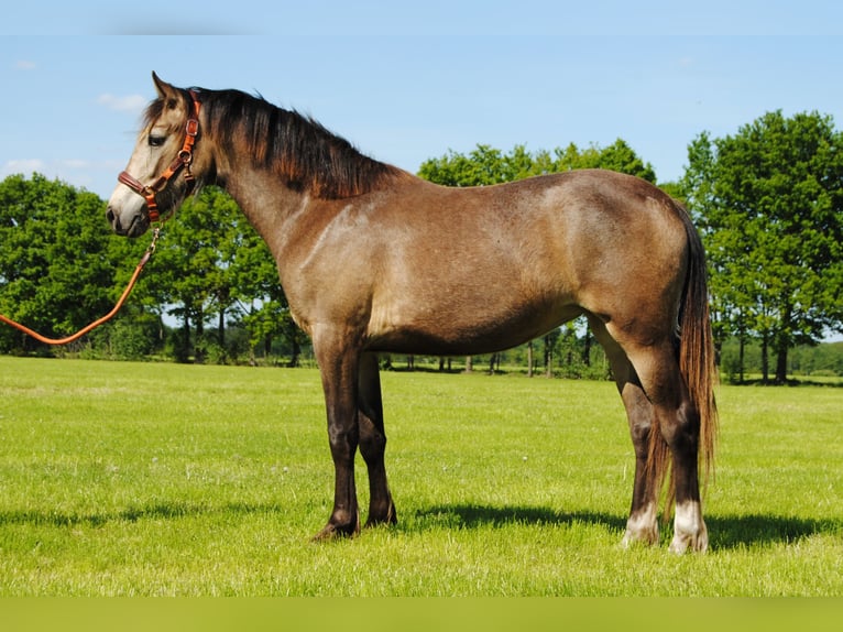 Appaloosa Mix Mare 2 years 15,2 hh Dun in Ruinen