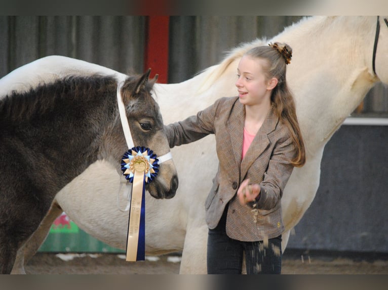 Appaloosa Mix Mare 2 years 15,2 hh Dun in Ruinen