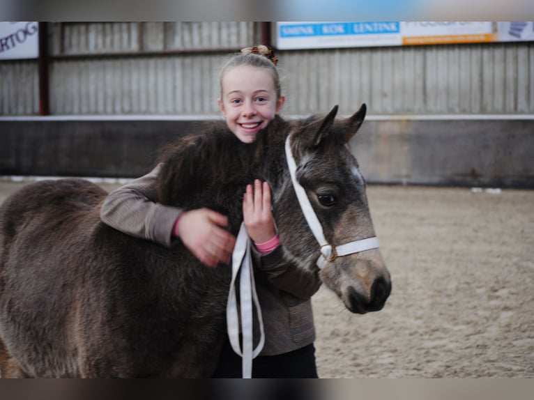 Appaloosa Mix Mare 2 years 15,2 hh Dun in Ruinen