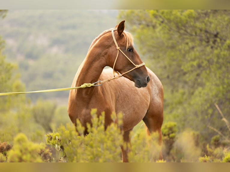 Appaloosa Mix Mare 2 years 15,2 hh Leopard-Piebald in Alcoi/Alcoy