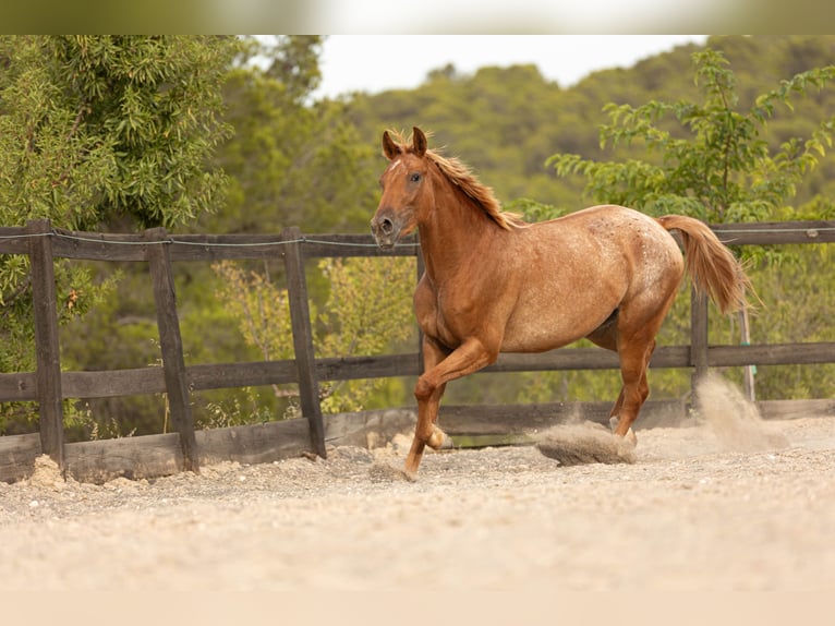 Appaloosa Mix Mare 2 years 15,2 hh Leopard-Piebald in Alcoi/Alcoy Appaloosa Mix Mare 2 years 15,2 hh Leopard-Piebald in Alcoi/Alcoy