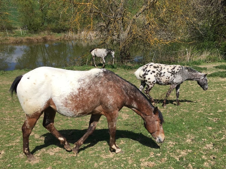 Appaloosa Mare 2 years Brown in Brno