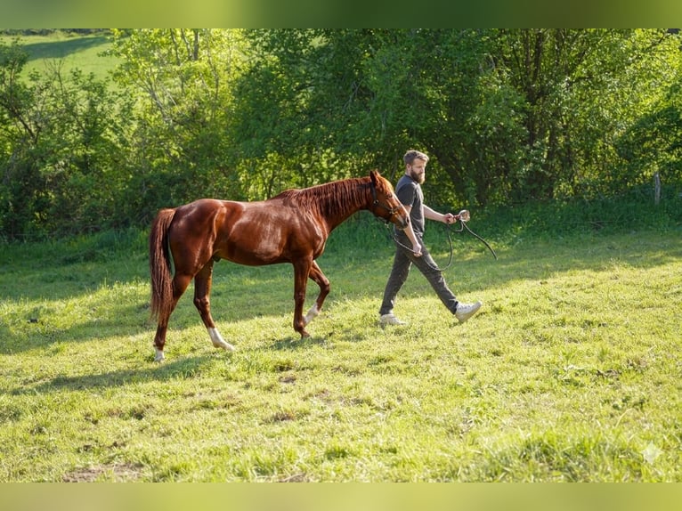 Appaloosa Mare 2 years Chestnut-Red in Camarade