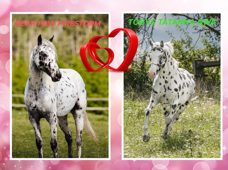 Appaloosa Mare 2 years  in Brno