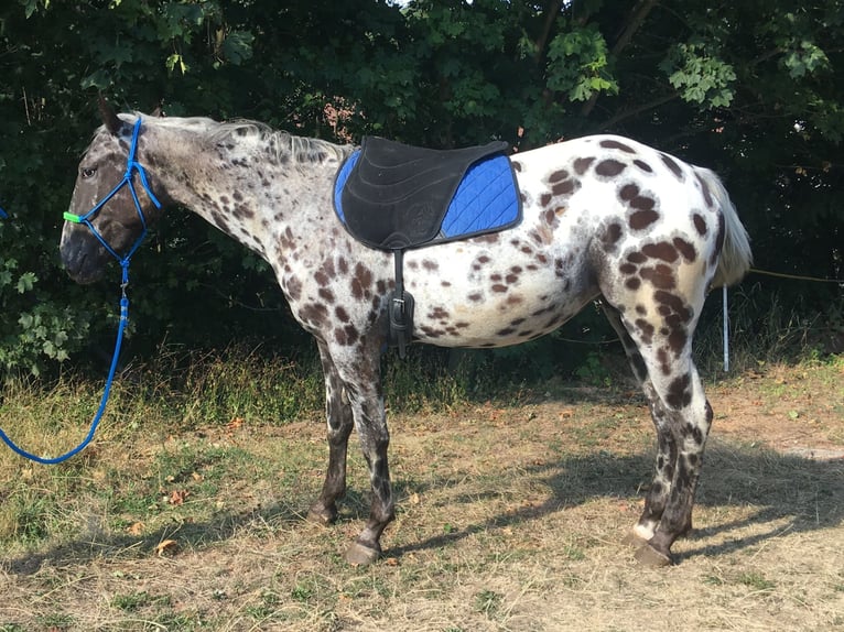 Appaloosa Mare 2 years  in Brno