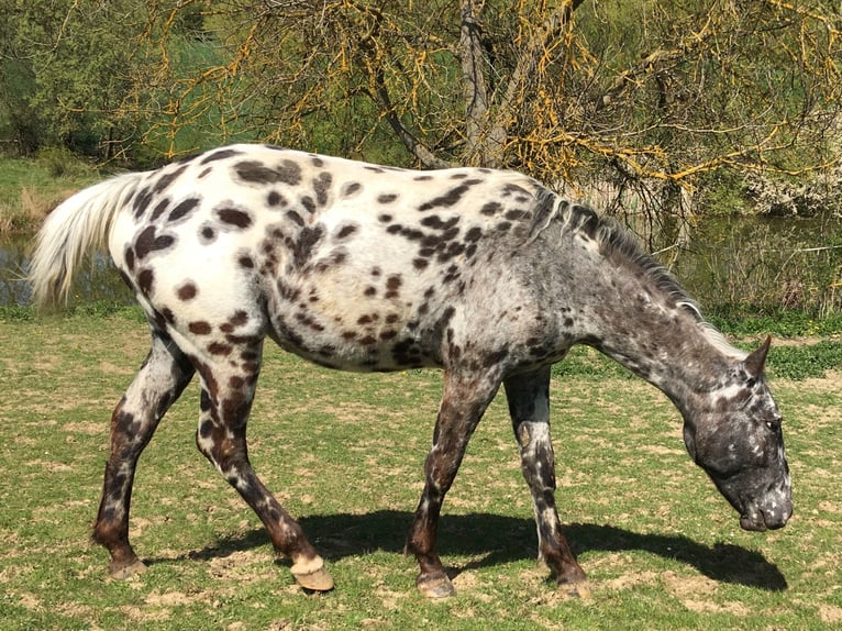 Appaloosa Mare 2 years  in Brno