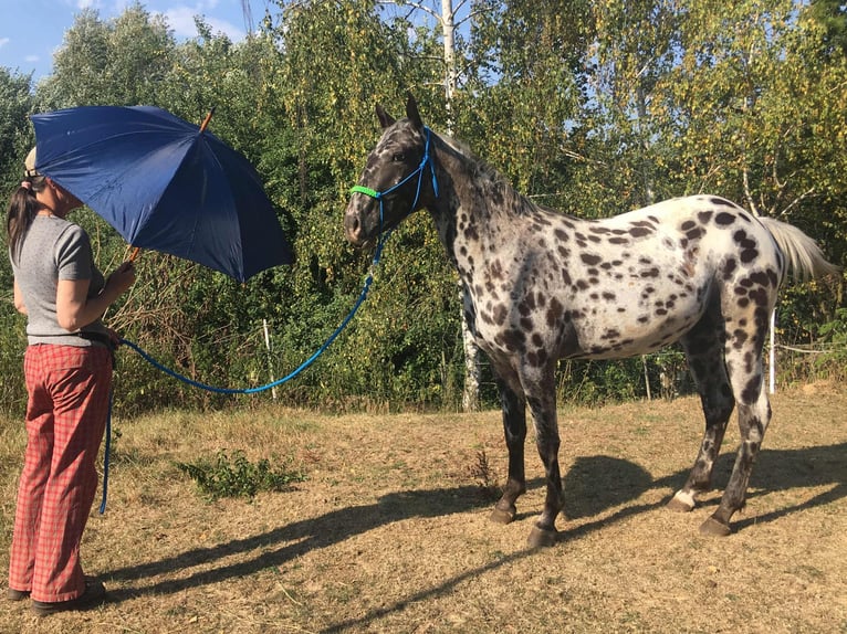 Appaloosa Mare 2 years  in Brno