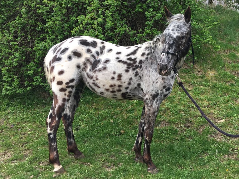 Appaloosa Mare 2 years Leopard-Piebald in Brno