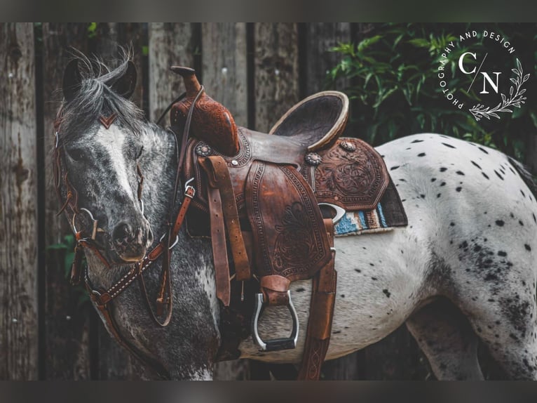 Appaloosa Mare 3 years 12 hh Leopard-Piebald in Landgraaf