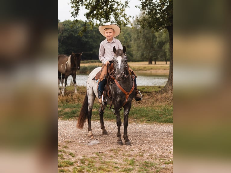 Appaloosa Mare 3 years 12 hh Leopard-Piebald in Landgraaf