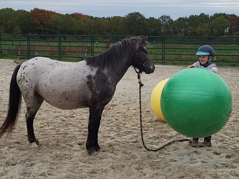 Appaloosa Mare 3 years 12 hh Leopard-Piebald in Landgraaf