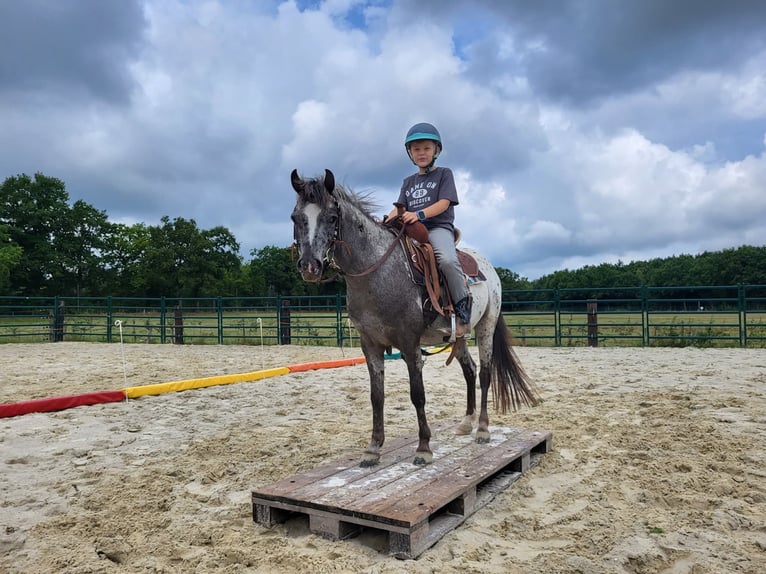 Appaloosa Mare 3 years 12 hh Leopard-Piebald in Landgraaf