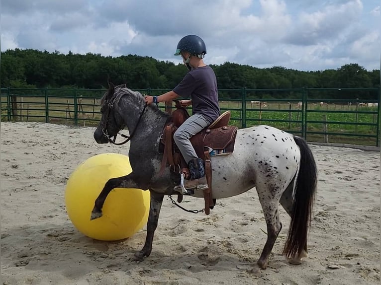 Appaloosa Mare 3 years 12 hh Leopard-Piebald in Landgraaf