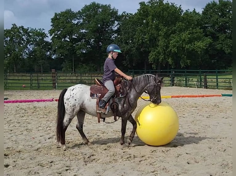 Appaloosa Mare 3 years 12 hh Leopard-Piebald in Landgraaf Appaloosa Mare 3 years 12 hh Leopard-Piebald in Landgraaf