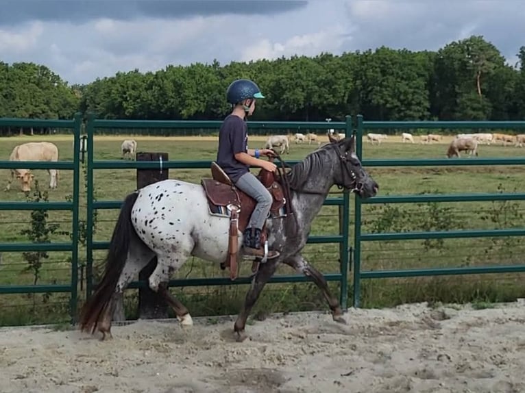 Appaloosa Mare 3 years 12 hh Leopard-Piebald in Landgraaf