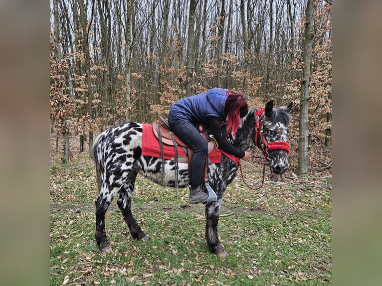 Appaloosa Mare 3 years 13.1 hh Leopard-Piebald in Linkenbach