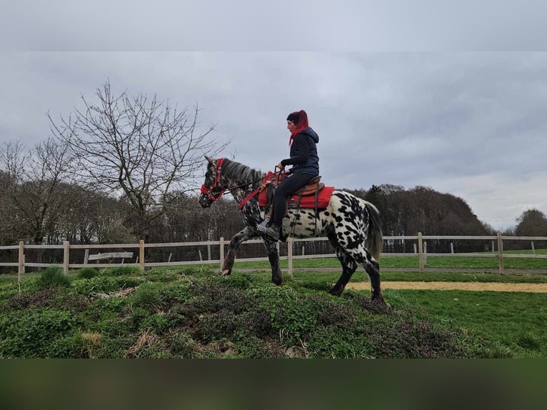 Appaloosa Mare 3 years 13.1 hh Leopard-Piebald in Linkenbach