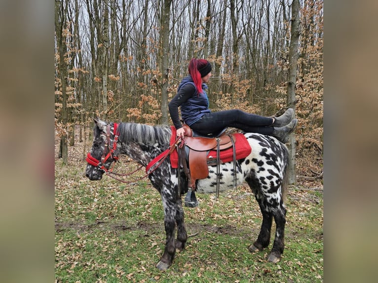 Appaloosa Mare 3 years 13,1 hh Leopard-Piebald in Linkenbach