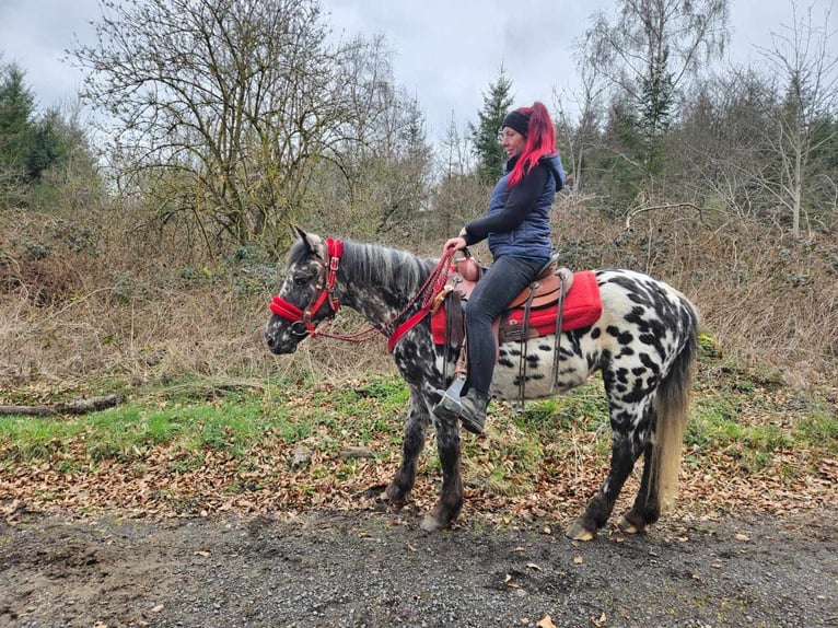 Appaloosa Mare 3 years 13,1 hh Leopard-Piebald in Linkenbach